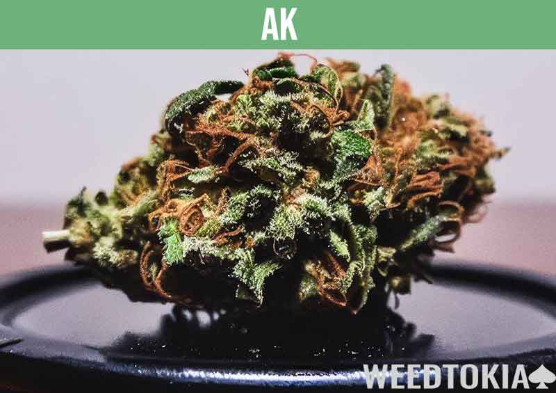 AK marijuana strain