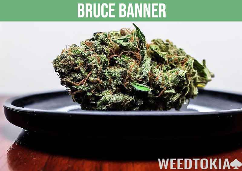 Bruce Banner weed strain