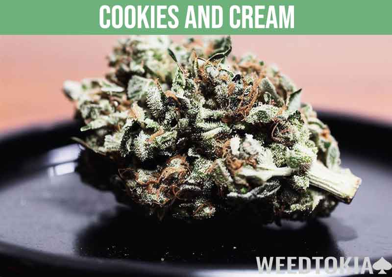 Cookies and Cream cannabis strain