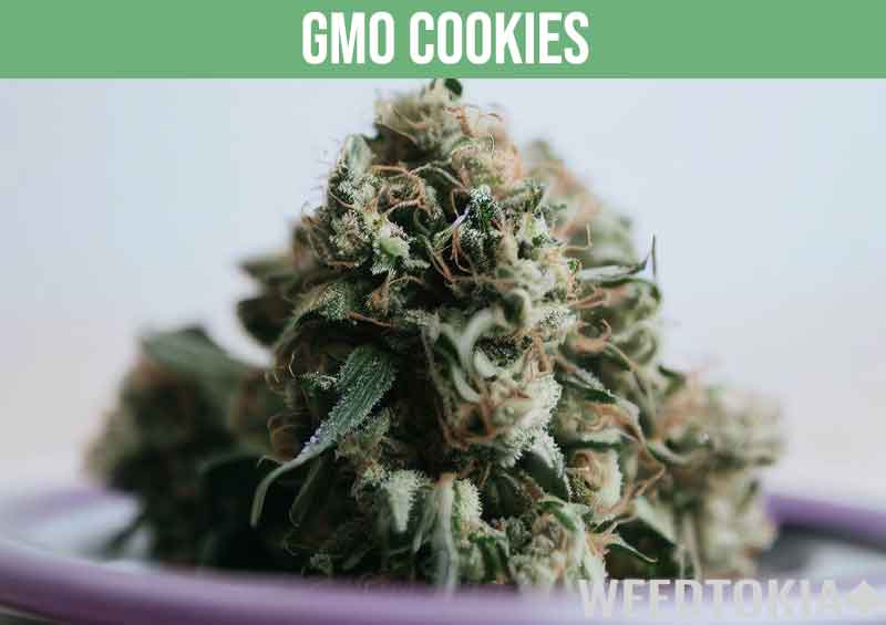 GMO cookies cannabis strain