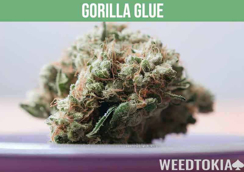 Gorilla Glue marijuana strain