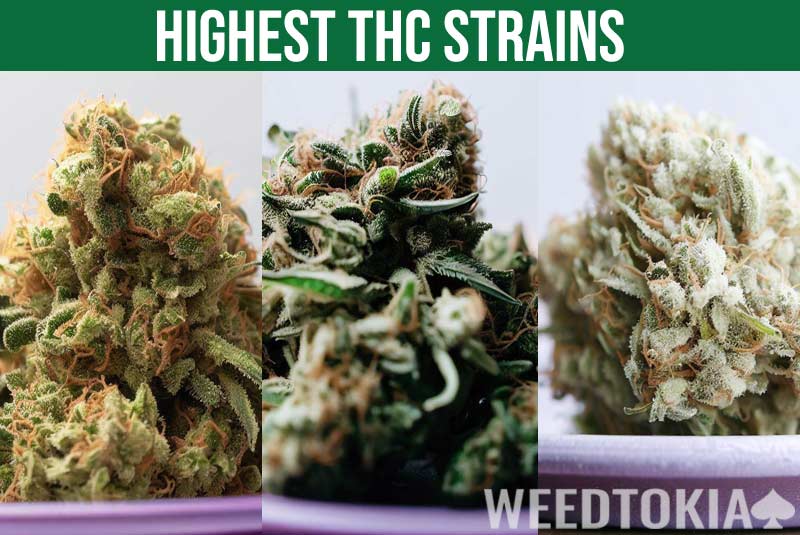 Highest THC strains of cannabis side by side