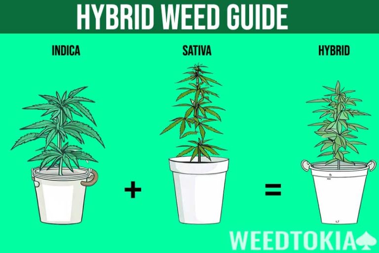 What is Hybrid Weed? Effects & Benefits Explained - Weedtokia