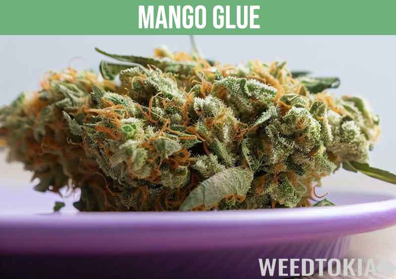 Mango Glue cannabis