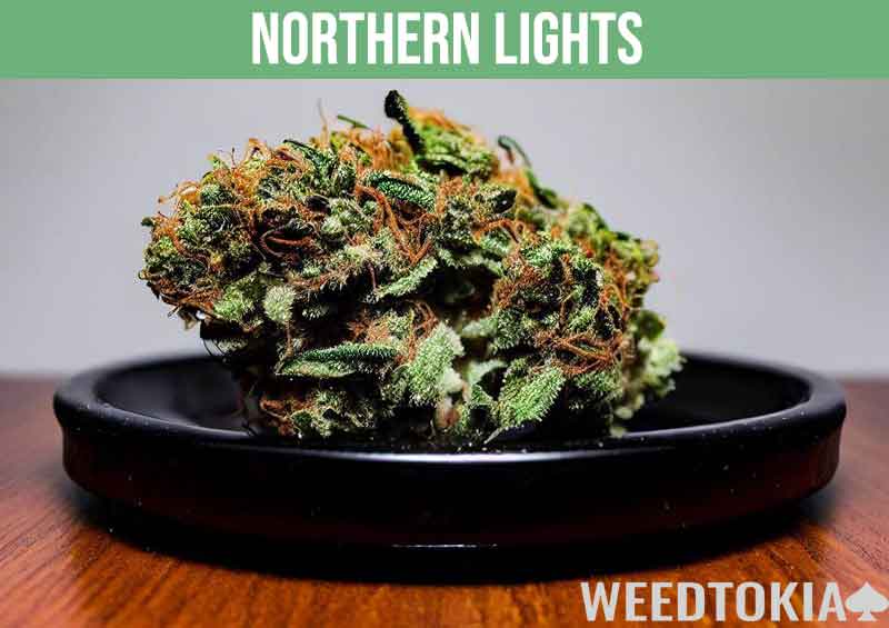 Northern Lights bud on a mahogany desk