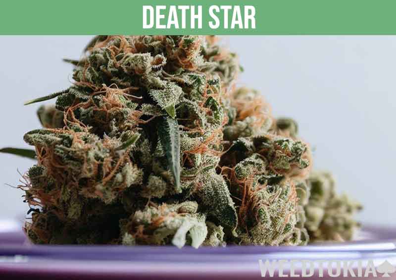 One of the strongest weed strains called Death Star