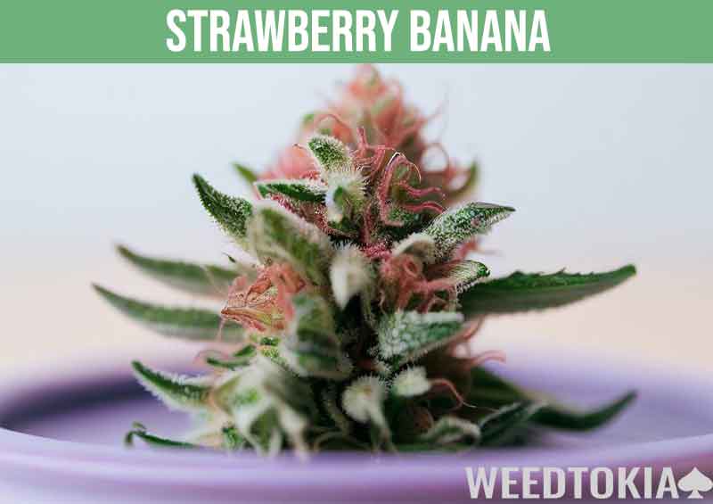 Strawberry banana strain